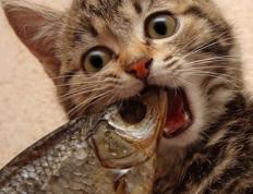 世俱杯分组-时空裂缝中的橙绿对决，当巴拉圭制霸荷兰，德布劳内统治全场