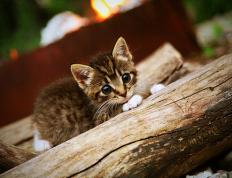 世俱杯奖金-文班亚马末节统治力爆发，凯尔特人逆转广东队险胜