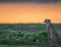 世俱杯2025-末节狂飙！勇士逆转太阳，米切尔化身关键先生