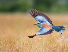 世俱杯决赛-绿军铁骑踏碎印城！东决关键战复盘，团队篮球的终极胜利