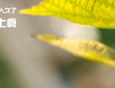 世俱杯赛程-新旧碰撞，阿森纳掀翻罗马的战术革命，与努涅斯刷新纪录的时代寓言