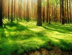 世俱杯-基耶萨，世界排名夜的无解杀器