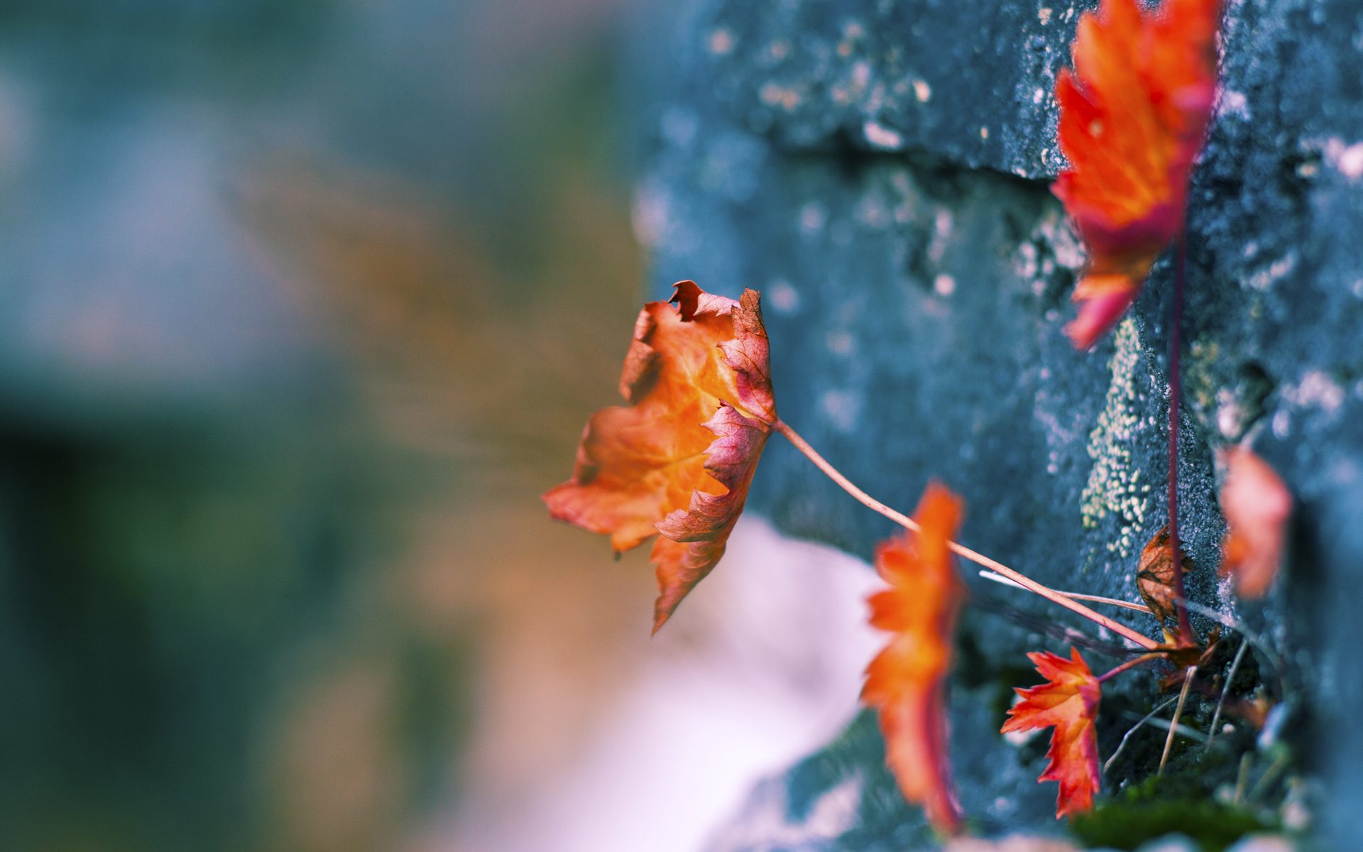 世俱杯赛程-F1新赛季揭幕战之夜，马克西在重压之下的破晓逆袭