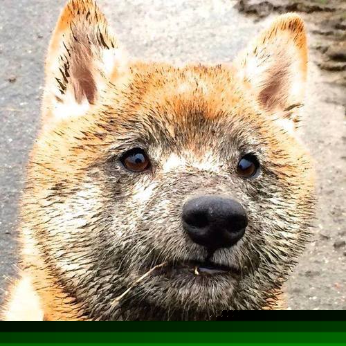 世俱杯决赛-桑巴铁骑对决黄潜艇,佩德里一束光,照亮跨越重洋的绿茵对话