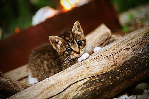 世俱杯奖金-文班亚马末节统治力爆发,凯尔特人逆转广东队险胜