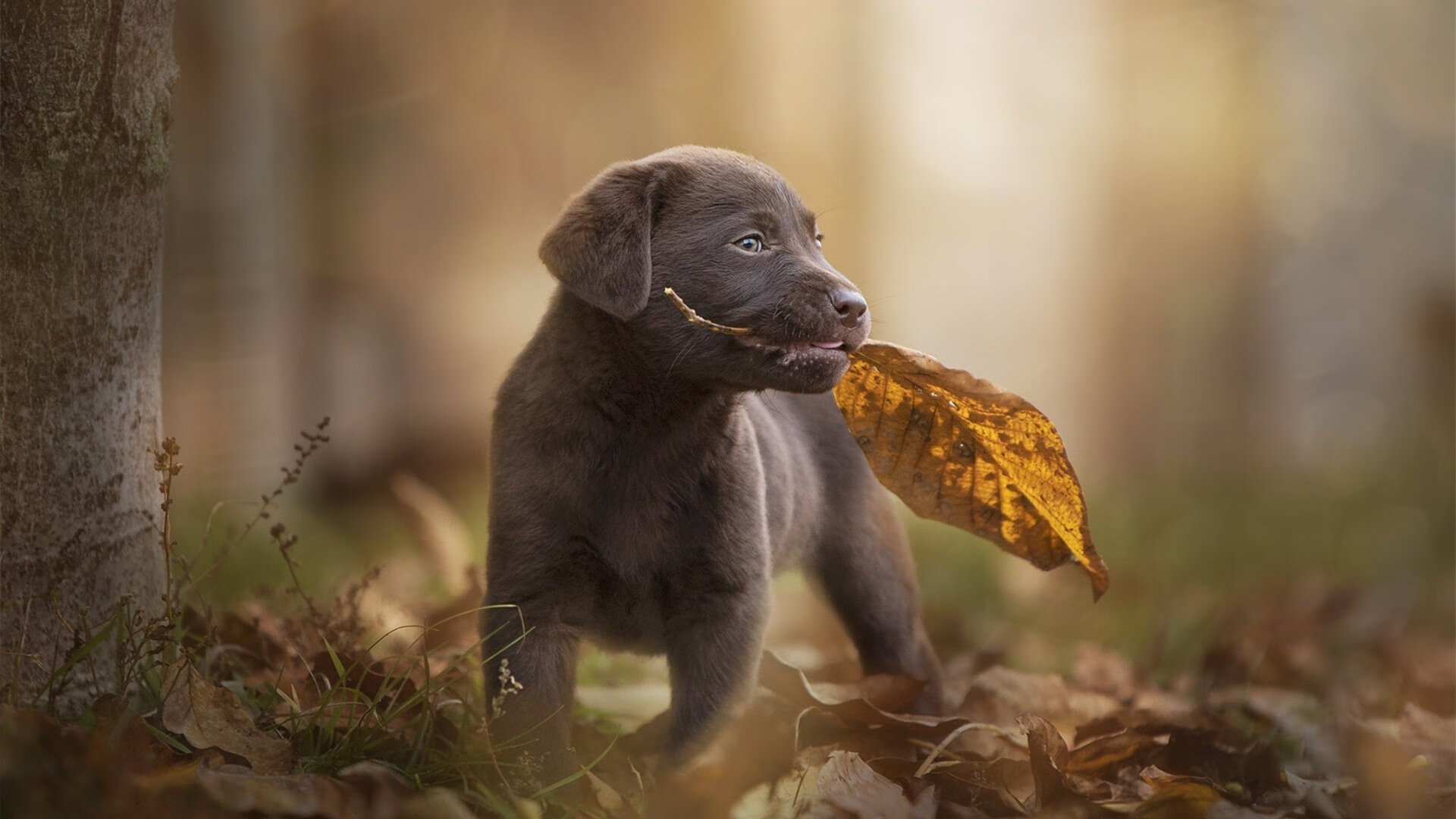 世俱杯决赛-文班亚马跨洋正名之战，广厦队对决热火，新星闪耀证明自我