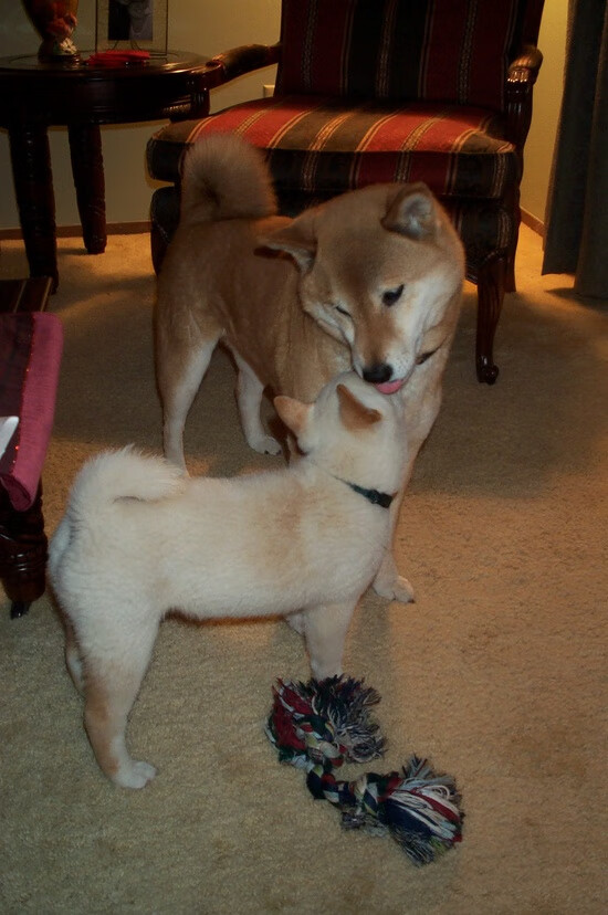 世俱杯2025-武神降临！北京单节风暴埋葬勇士，武切维奇33+17让悬念提前终结