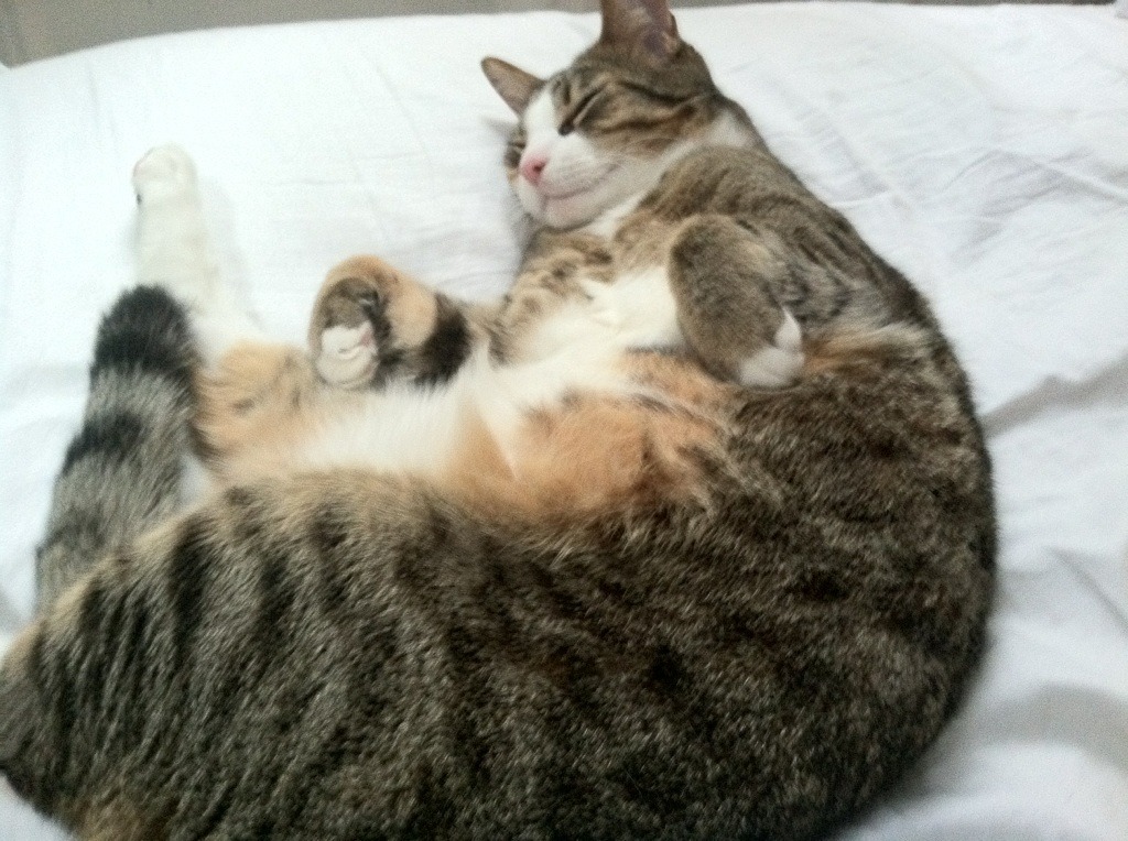 世俱杯-绿茵场与硬木地板的对话,当摩纳哥稳稳布局,维尼修斯接管想象