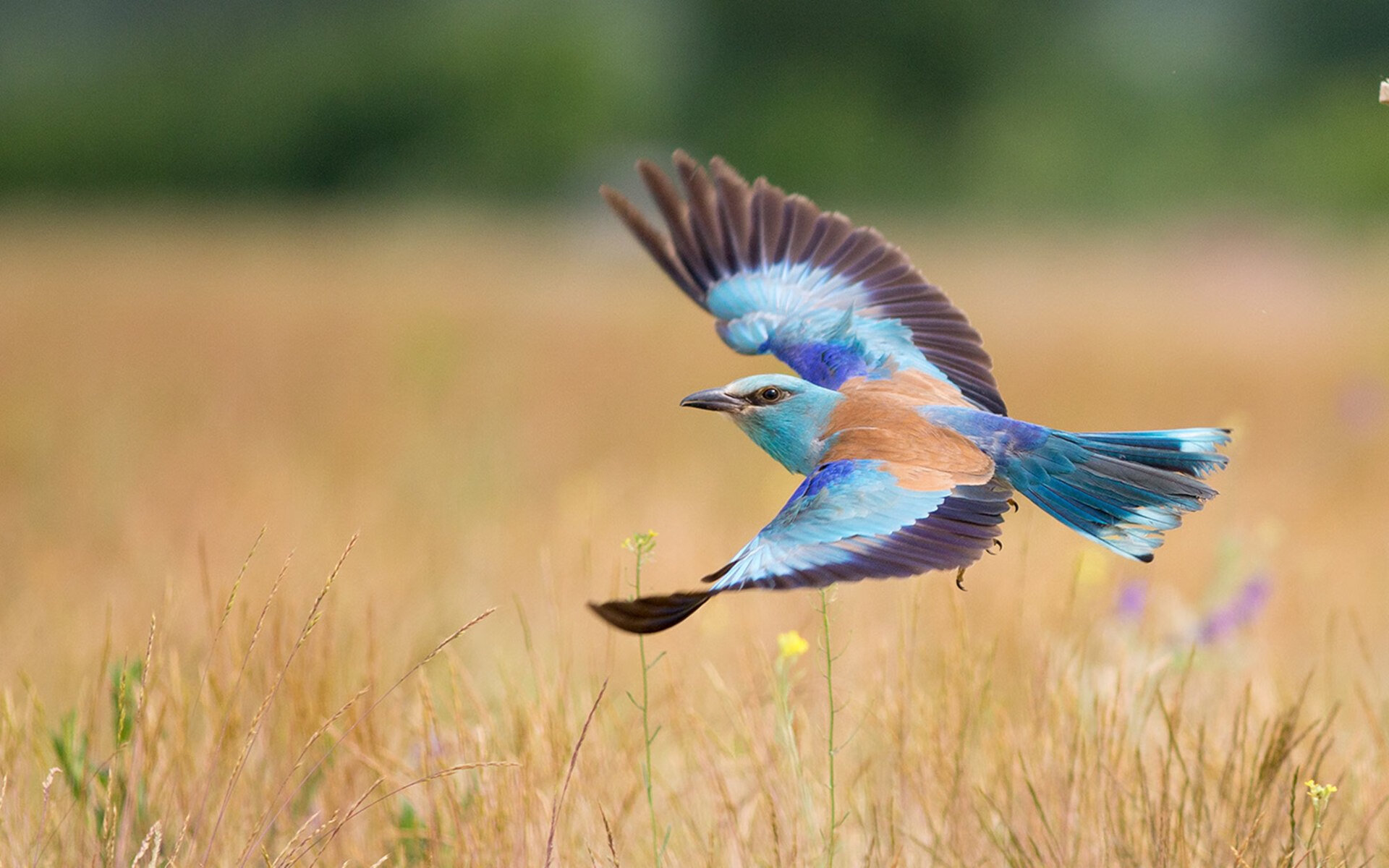世俱杯改制-战术纪律与球星灵光，马赛的节奏掌控与加克波的大舞台法则