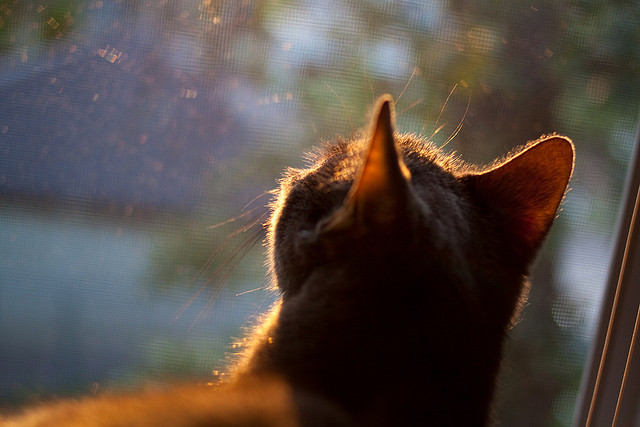 世俱杯改制-利拉德狂屠勇士，老鹰主场扬威，联盟为之侧目！
