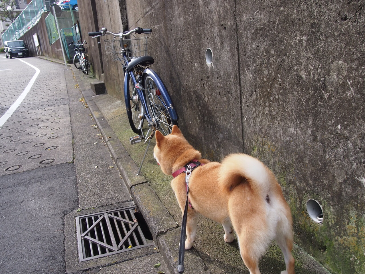 世俱杯2025-新王加冕,文班亚马以一己之力,重构篮球天际线