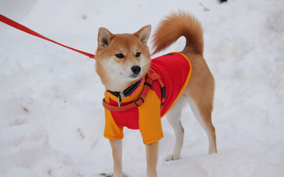 世俱杯-西非绿茵恩仇录，当加纳的坚盾，撞上塞内加尔的长矛