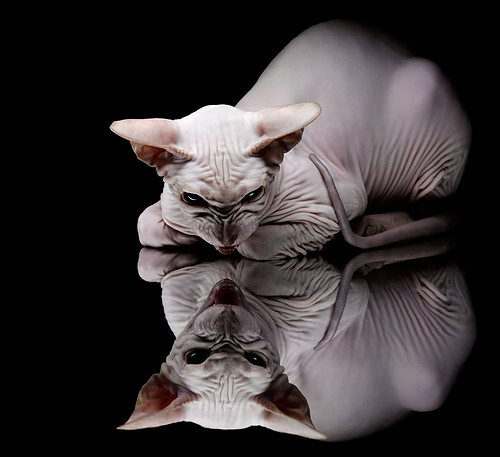 世俱杯直播-新王炸裂与铁血逆袭,马克西统治级数据背后,开拓者如何用连续得分浪潮淹没尼克斯?