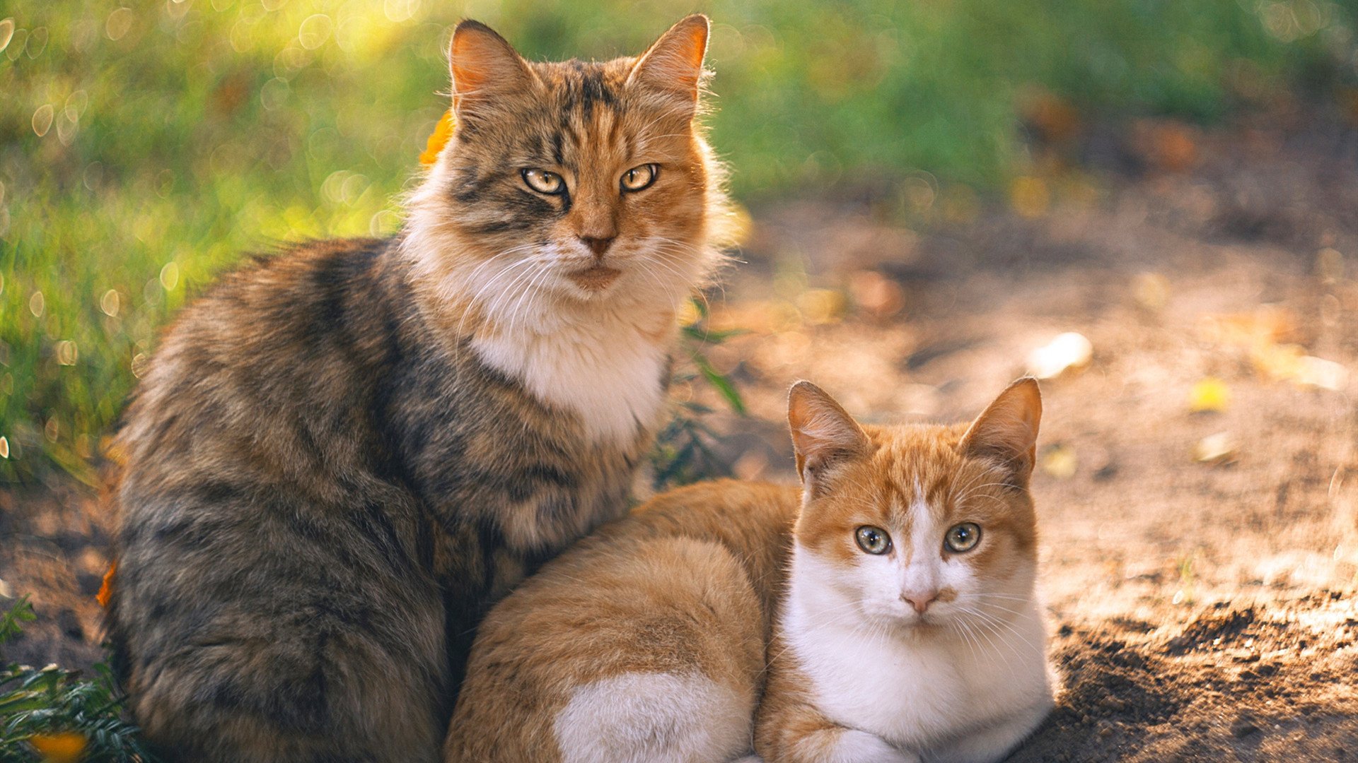 世俱杯-魔术制霸奇才？詹姆斯一锤定音改写剧本