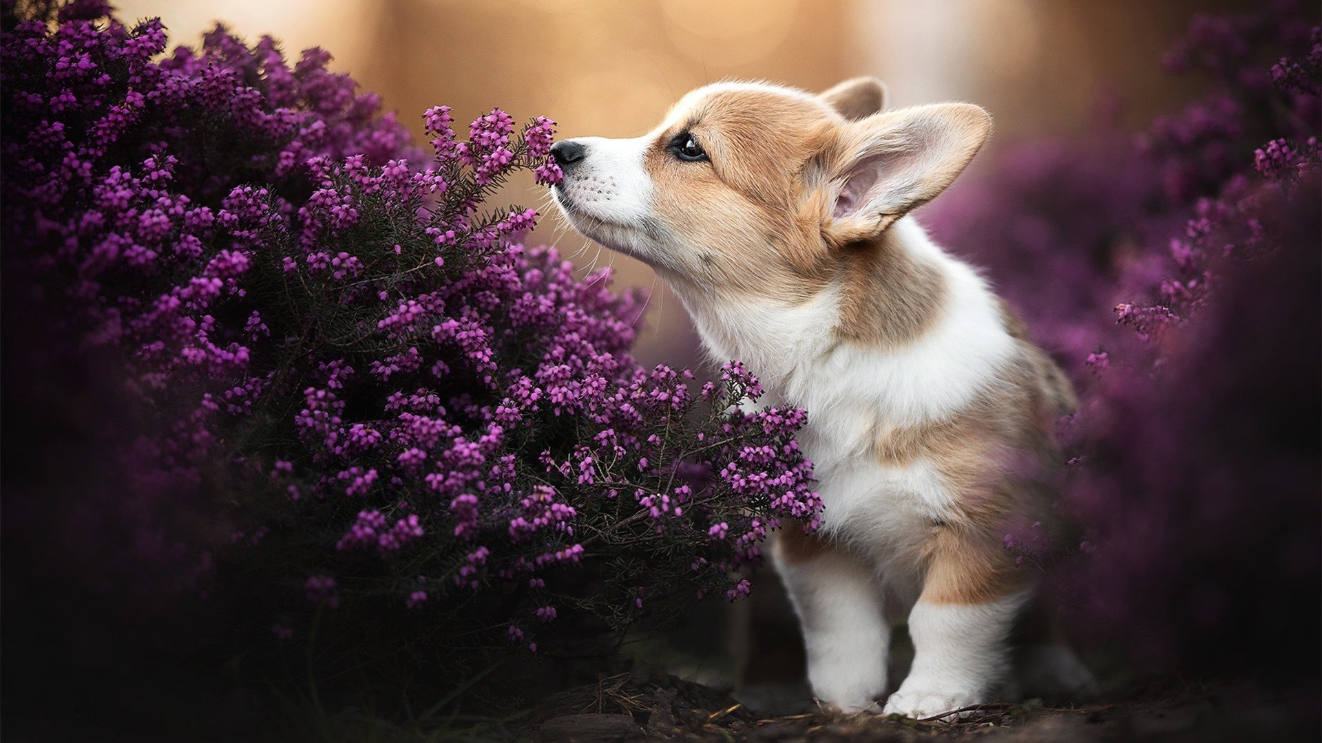 世俱杯-白衣剑锋，魔笛长鸣—莫德里奇在国家德比的丰碑之夜